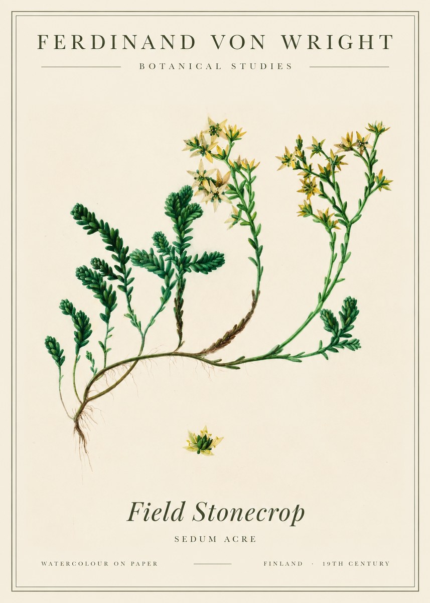 Ferdinand von Wright Botanical Study No3 - Poszter