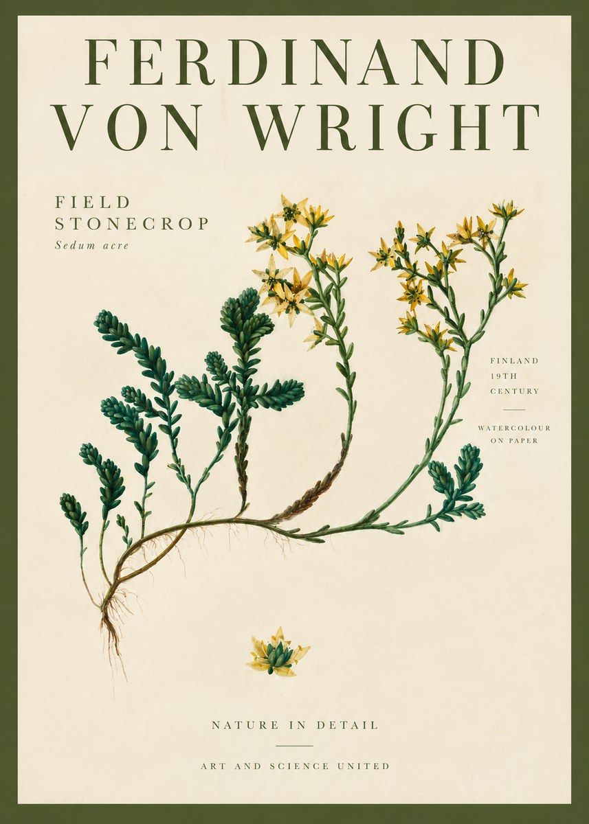 Ferdinand von Wright Botanical Study No4 - Poszter