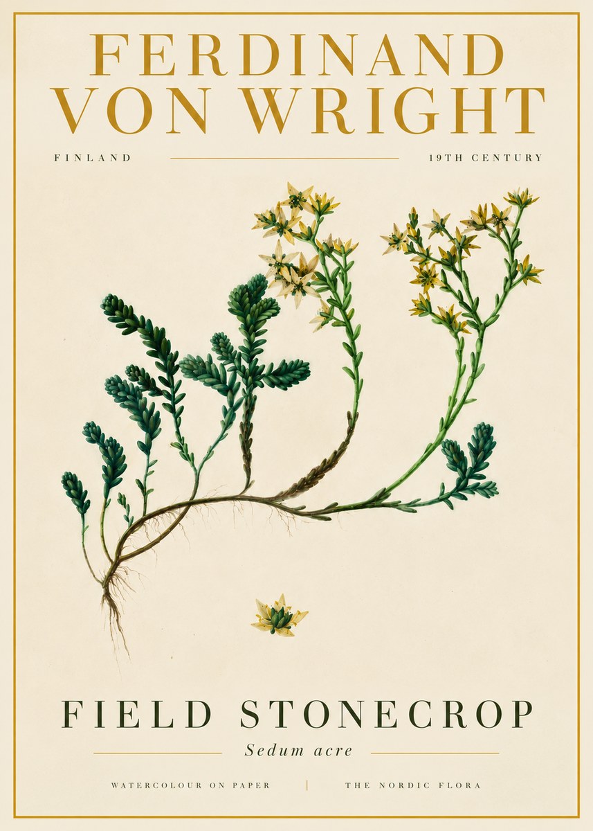 Ferdinand von Wright Botanical Study No6 - Poszter