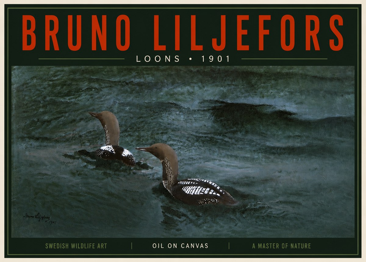Bruno Liljefors Loons · 1901 No5 - Poszter