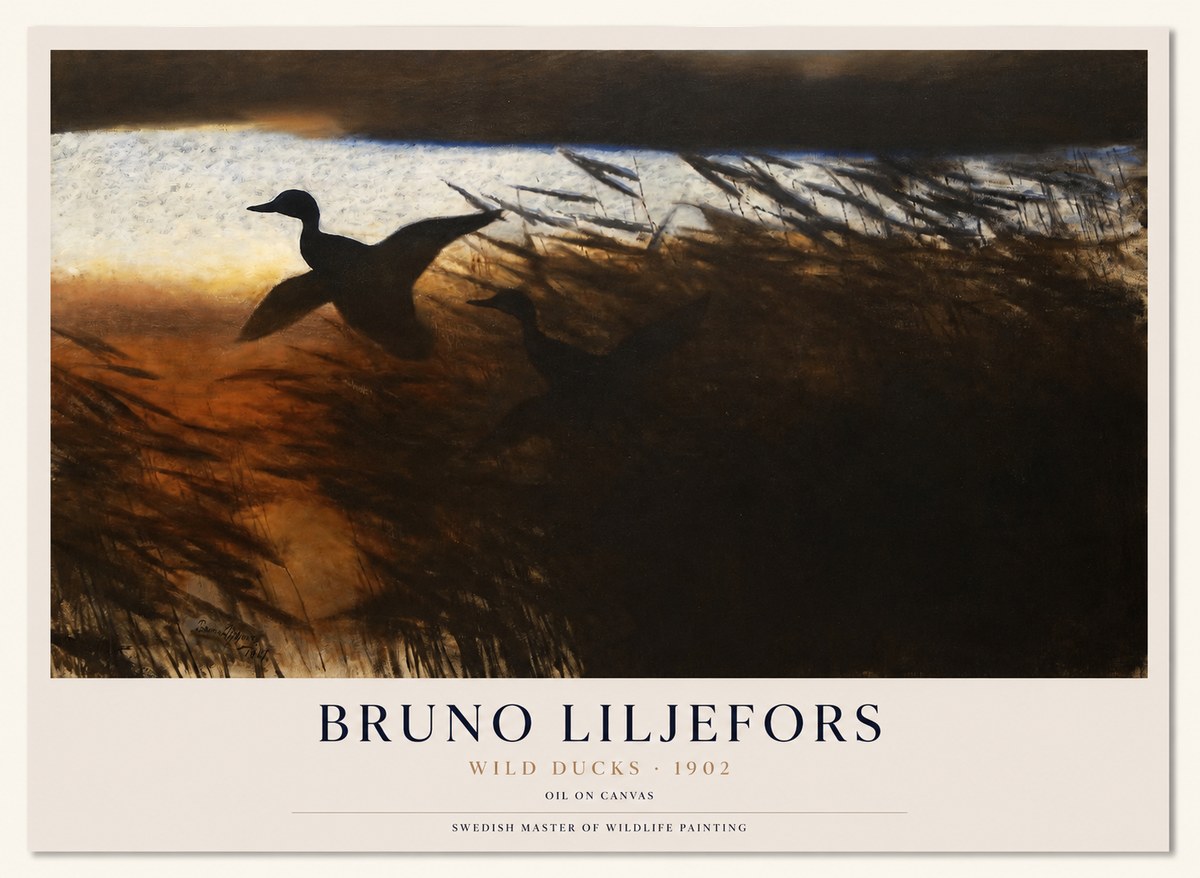 Bruno Liljefors Wild Ducks II No1 - Poszter