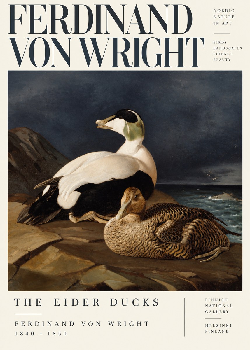 Ferdinand von Wright Eiders on a Rocky Shore No5 - Poszter