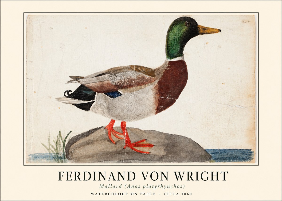 Ferdinand von Wright Mallard (Anas Platyrhynchos) No1 - Poszter