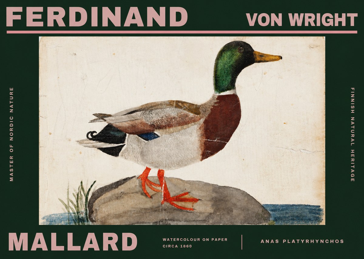 Ferdinand von Wright Mallard (Anas Platyrhynchos) No2 - Poszter