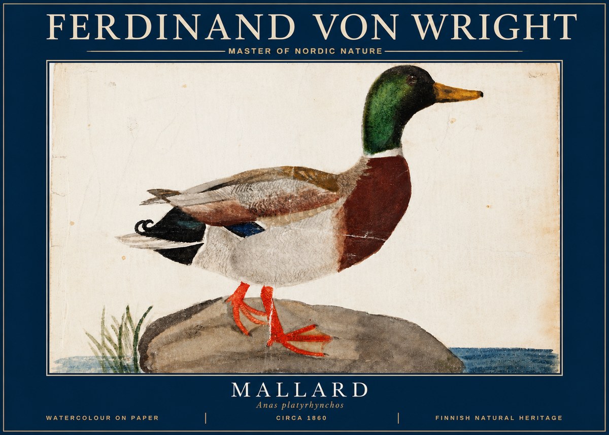 Ferdinand von Wright Mallard (Anas Platyrhynchos) No4 - Poszter