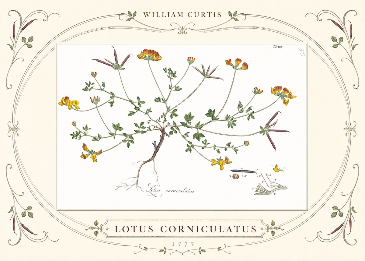 William Curtis Lotus Corniculatus II No3 - Poszter