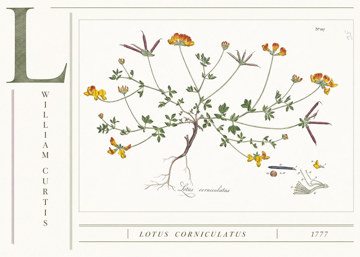 William Curtis Lotus Corniculatus II No4 - Poszter