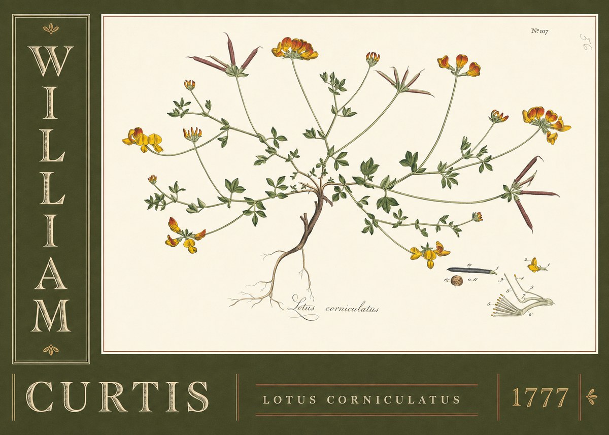 William Curtis Lotus Corniculatus II No5 - Poszter