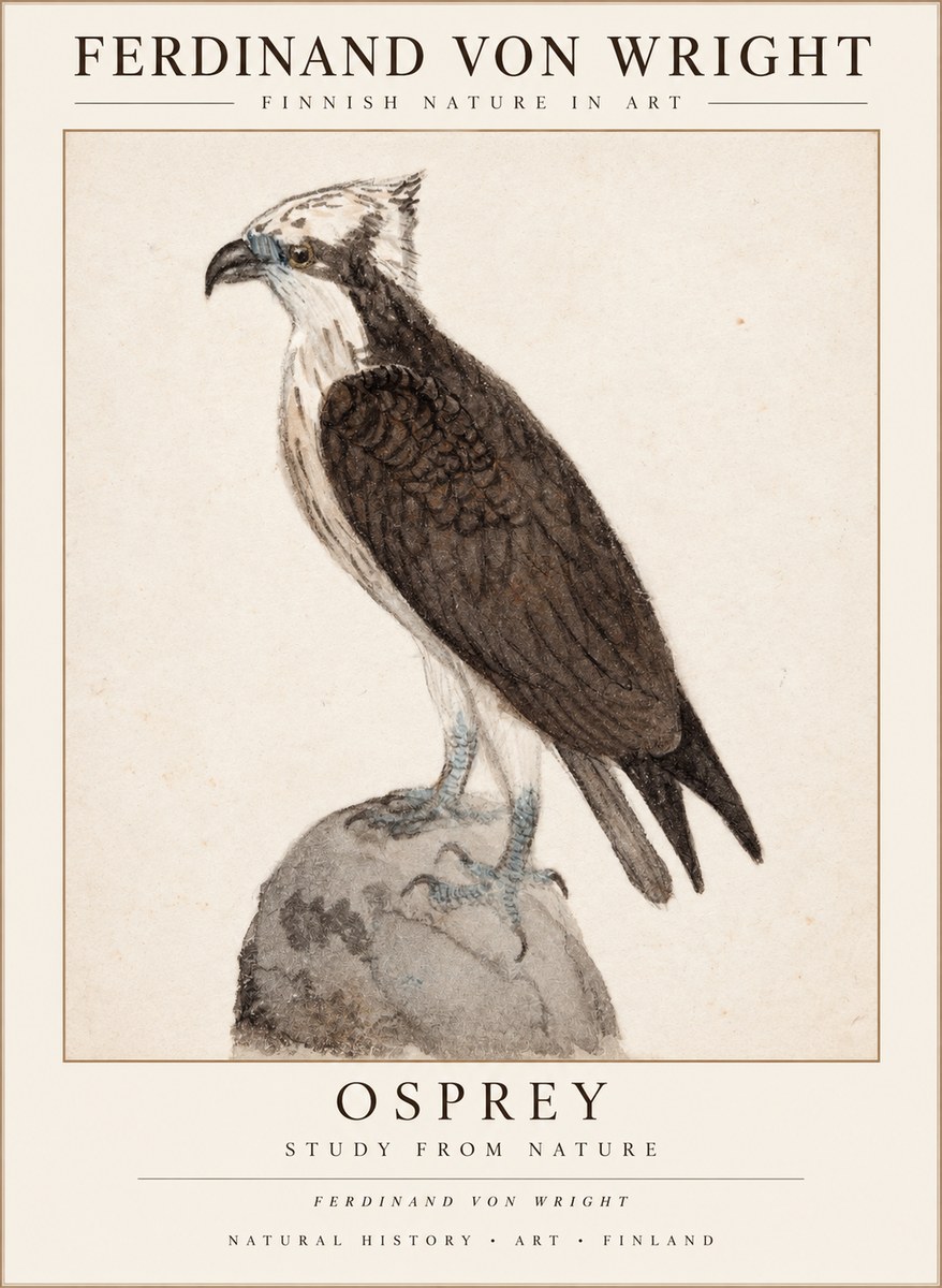 Ferdinand von Wright Osprey No3 - Poszter