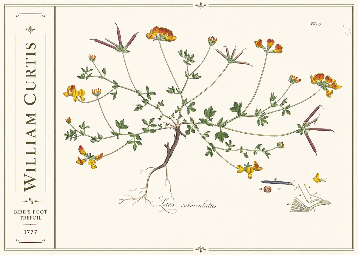 William Curtis Bird's-foot Trefoil No2 - Poszter