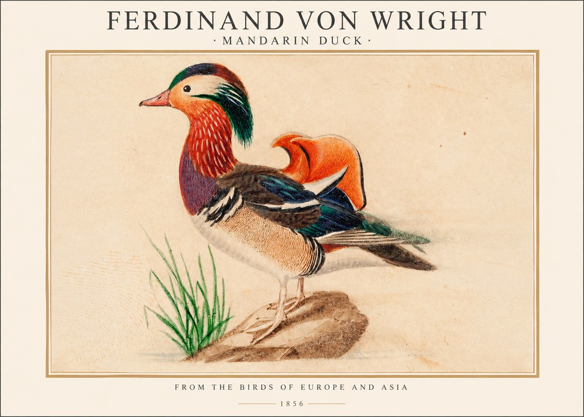 Ferdinand von Wright Mandarin Duck No1 - Poszter