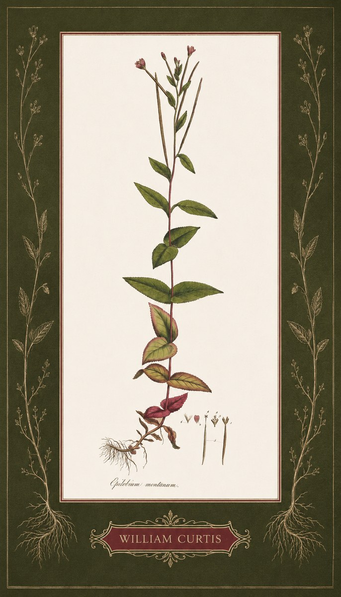 William Curtis Epilobium Montanum. No5 - Poszter