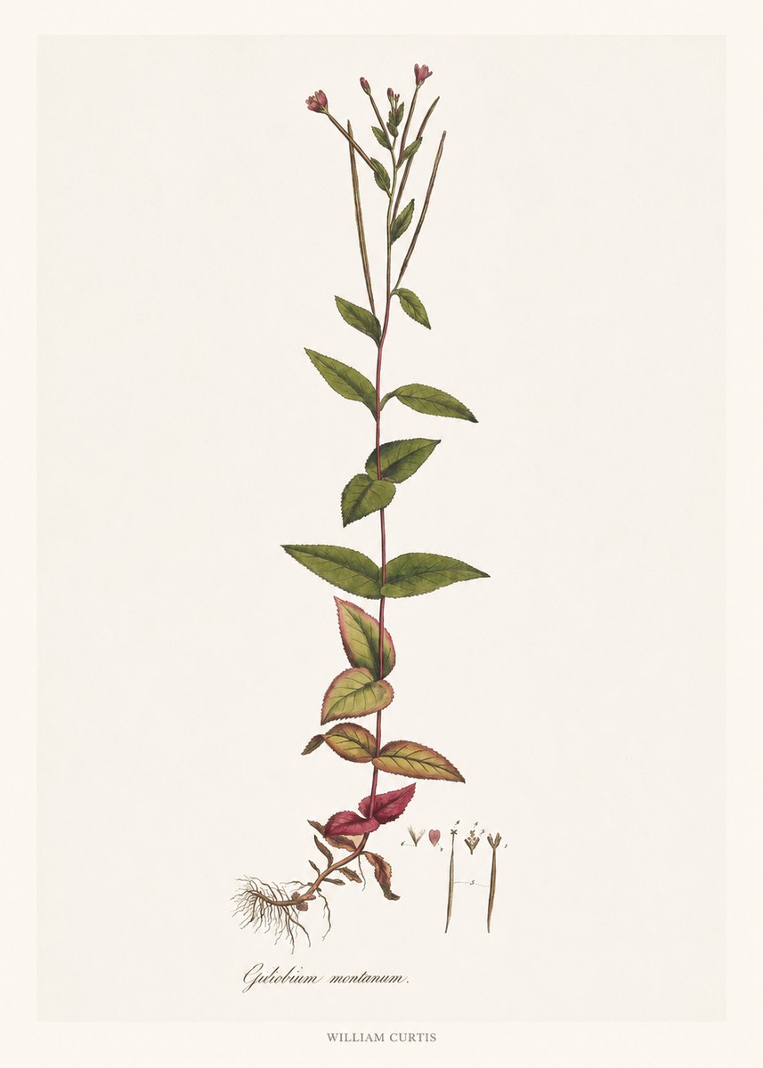 William Curtis Epilobium Montanum. No6 - Poszter