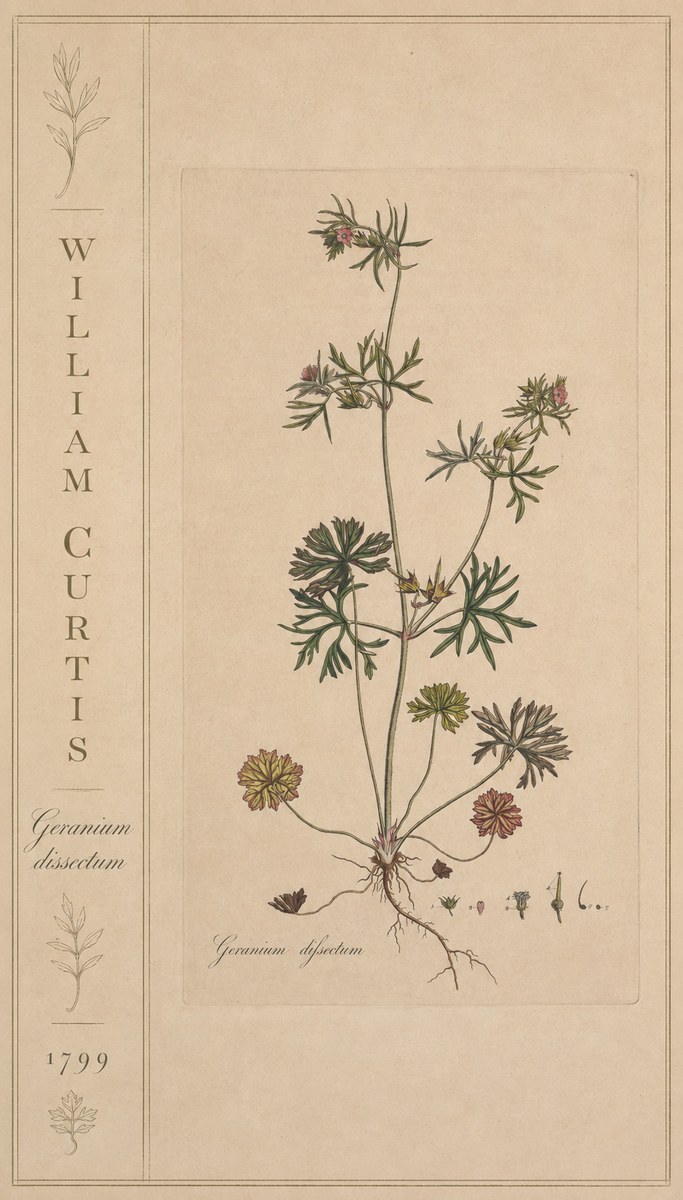 William Curtis Geranium Dissectum II No2 - Poszter