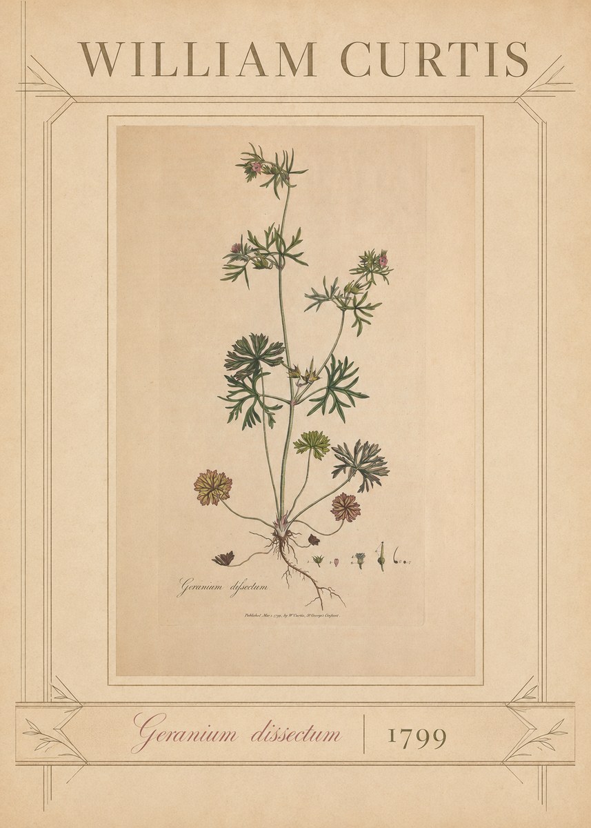 William Curtis Geranium Dissectum II No3 - Poszter