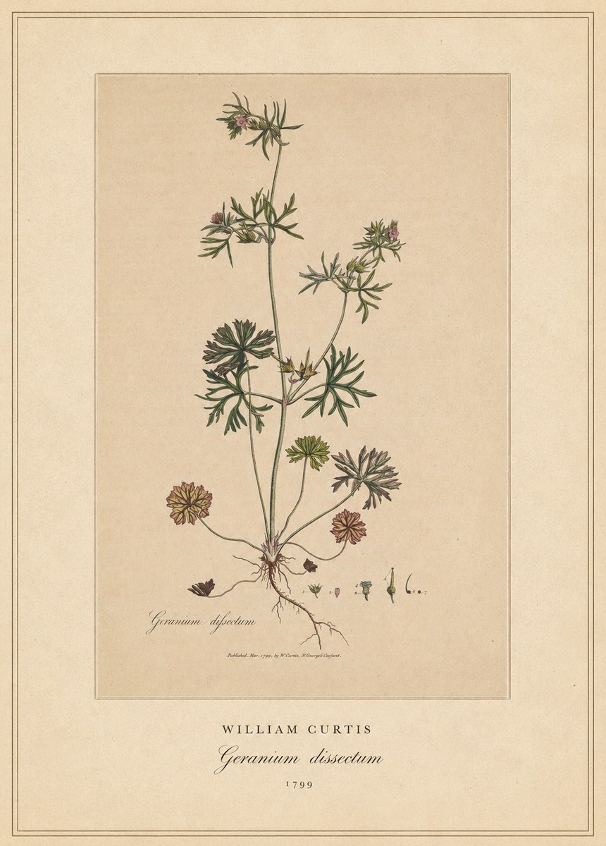 William Curtis Geranium Dissectum II No4 - Poszter