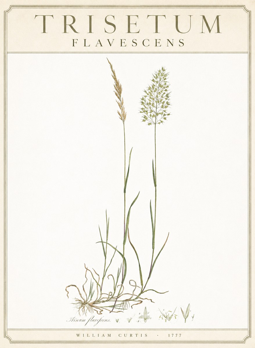 William Curtis Trisetum Flavescens III No3 - Poszter