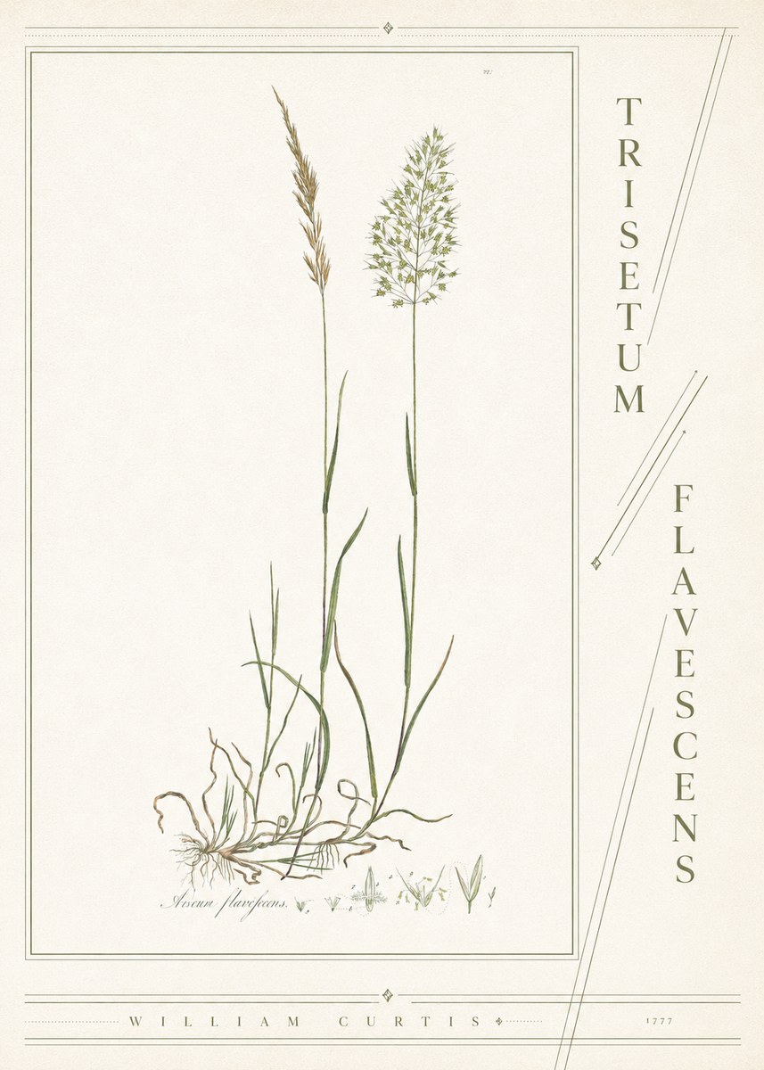 William Curtis Trisetum Flavescens III No4 - Poszter