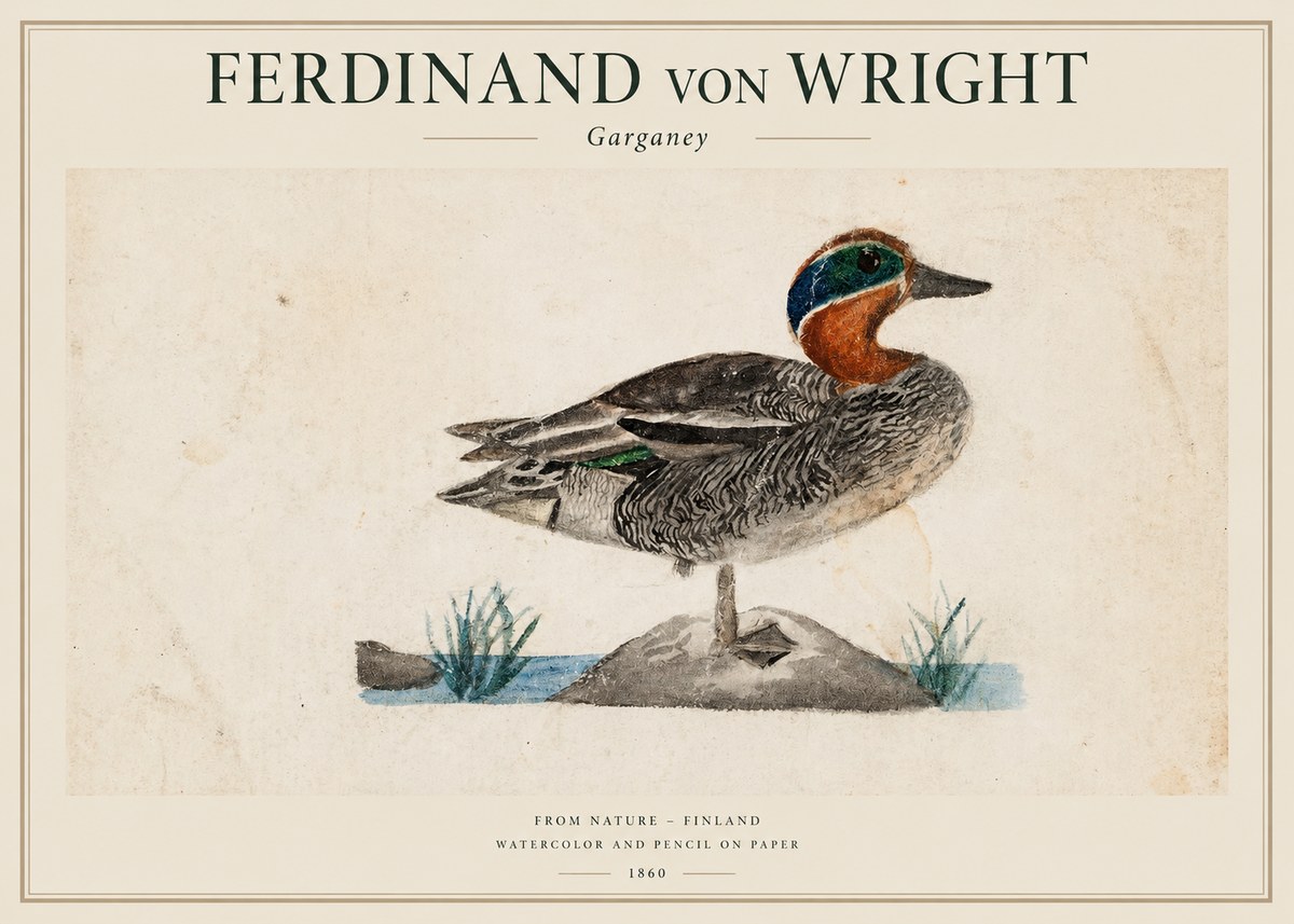 Ferdinand von Wright Garganey No1 - Poszter