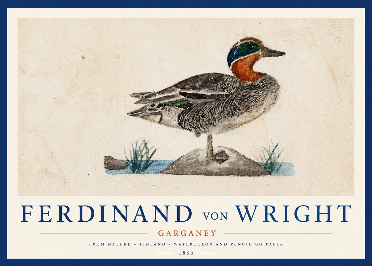 Ferdinand von Wright Garganey No3 - Poszter