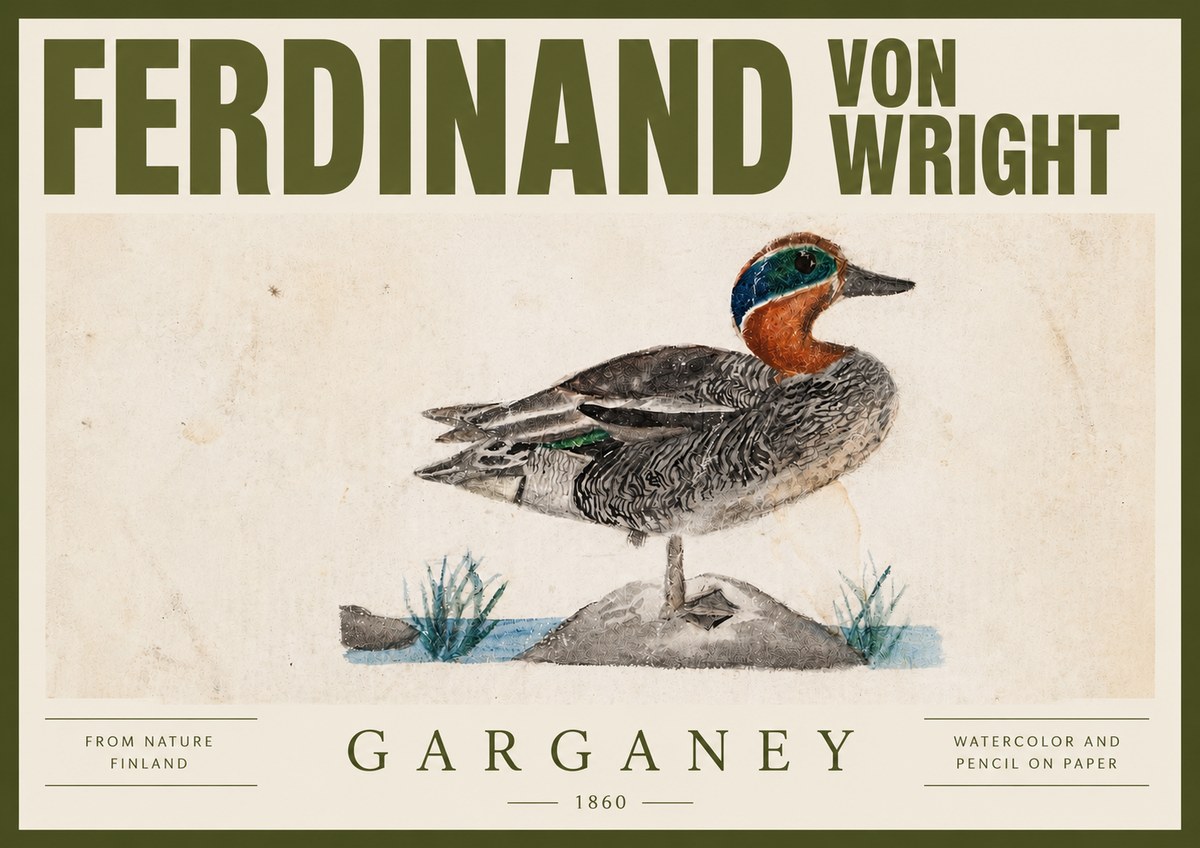Ferdinand von Wright Garganey No4 - Poszter