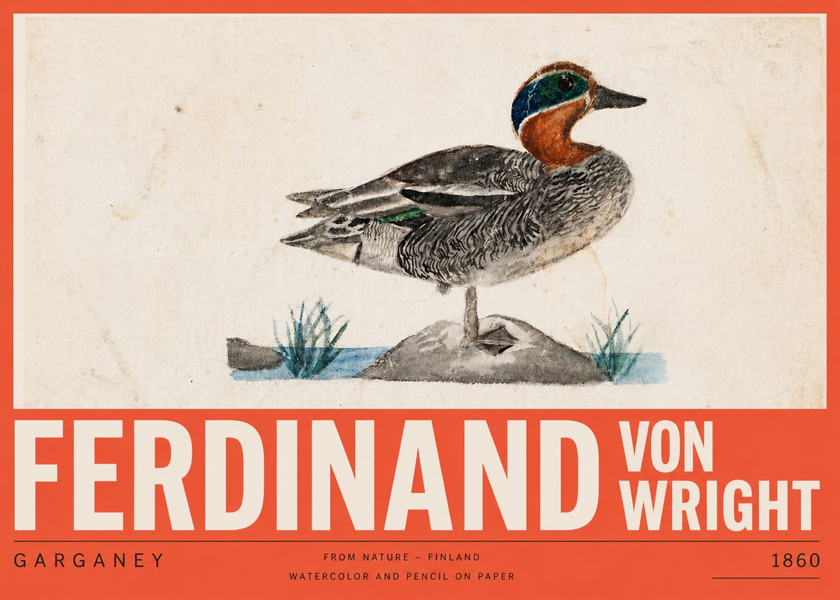 Ferdinand von Wright Garganey No5 - Poszter