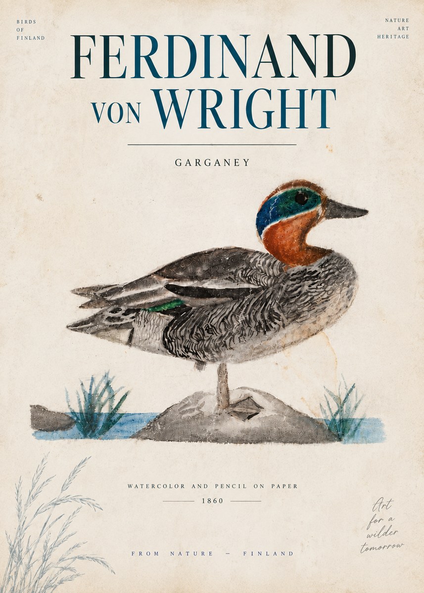 Ferdinand von Wright Garganey No6 - Poszter