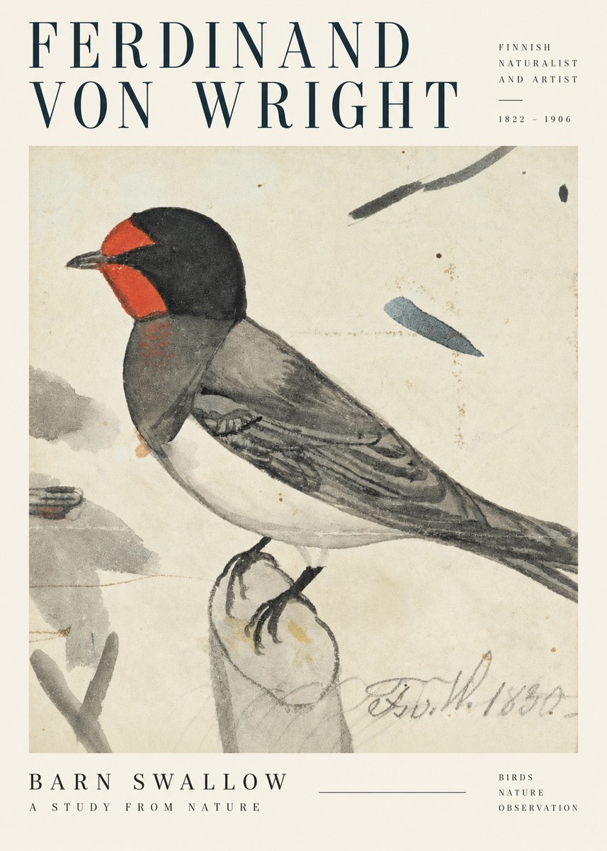 Ferdinand von Wright The Swallow No5 - Poszter