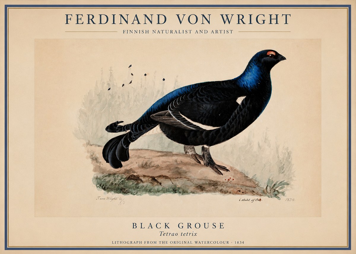 Ferdinand von Wright Black Grouse No1 - Poszter