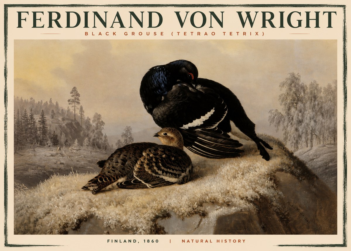 Ferdinand von Wright Black Grouse (Tetrao Tetrix) No2 - Poszter