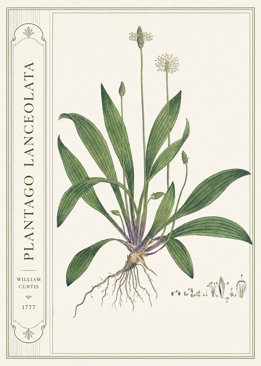 William Curtis Plantago Lanceolata IV No2 - Poszter