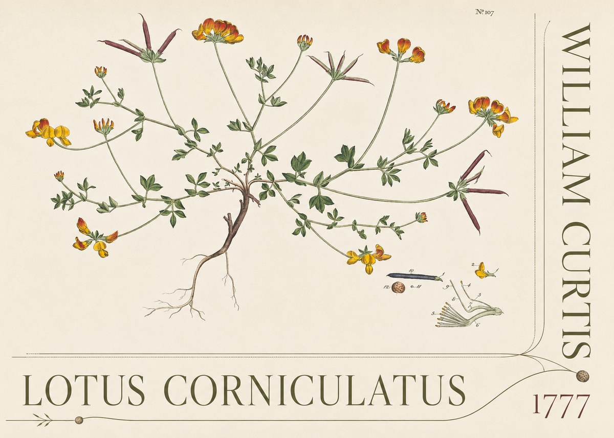 William Curtis Lotus Corniculatus III No5 - Poszter