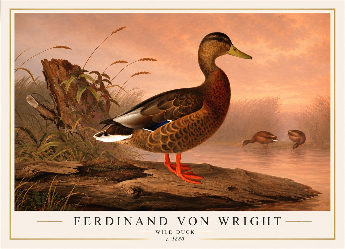 Ferdinand von Wright Wild Duck No1 - Poszter