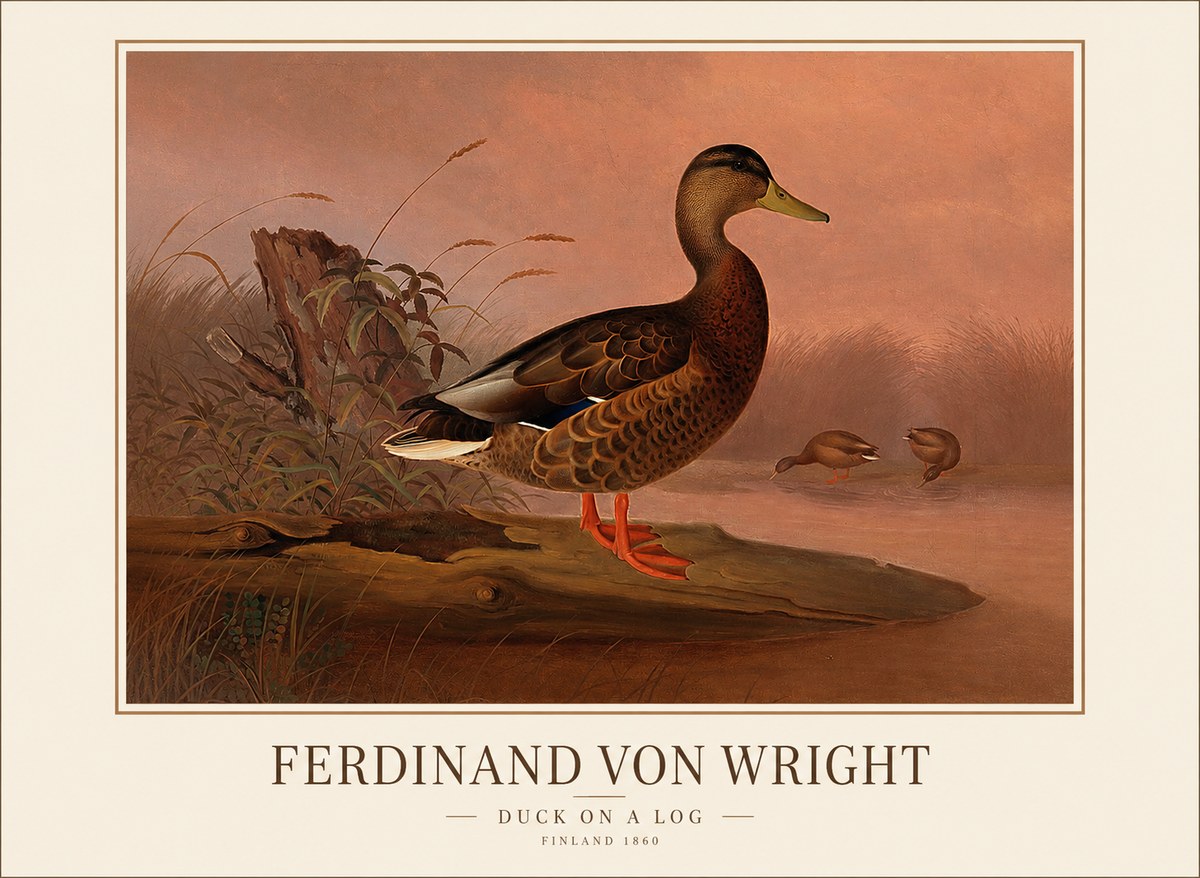 Ferdinand von Wright Wild Duck No2 - Poszter