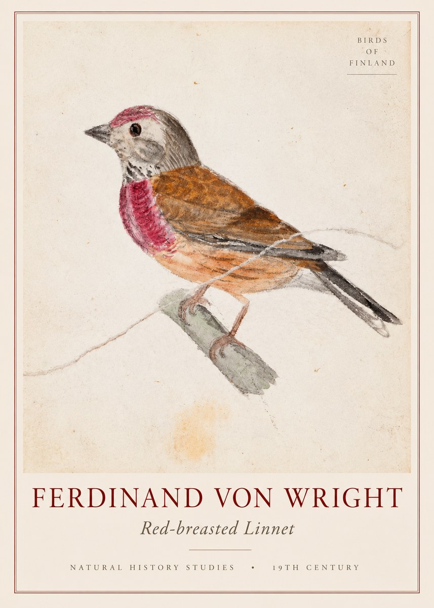 Ferdinand von Wright Bird Study No3 - Poszter